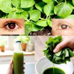 La Planta Mágica que Mejora la Salud Ocular