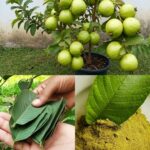 Los Poderosos Beneficios de las Hojas de Guayabo