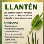 Descubre los Secretos Medicinales del Llantén: El Tesoro Ignorado de la Naturaleza
