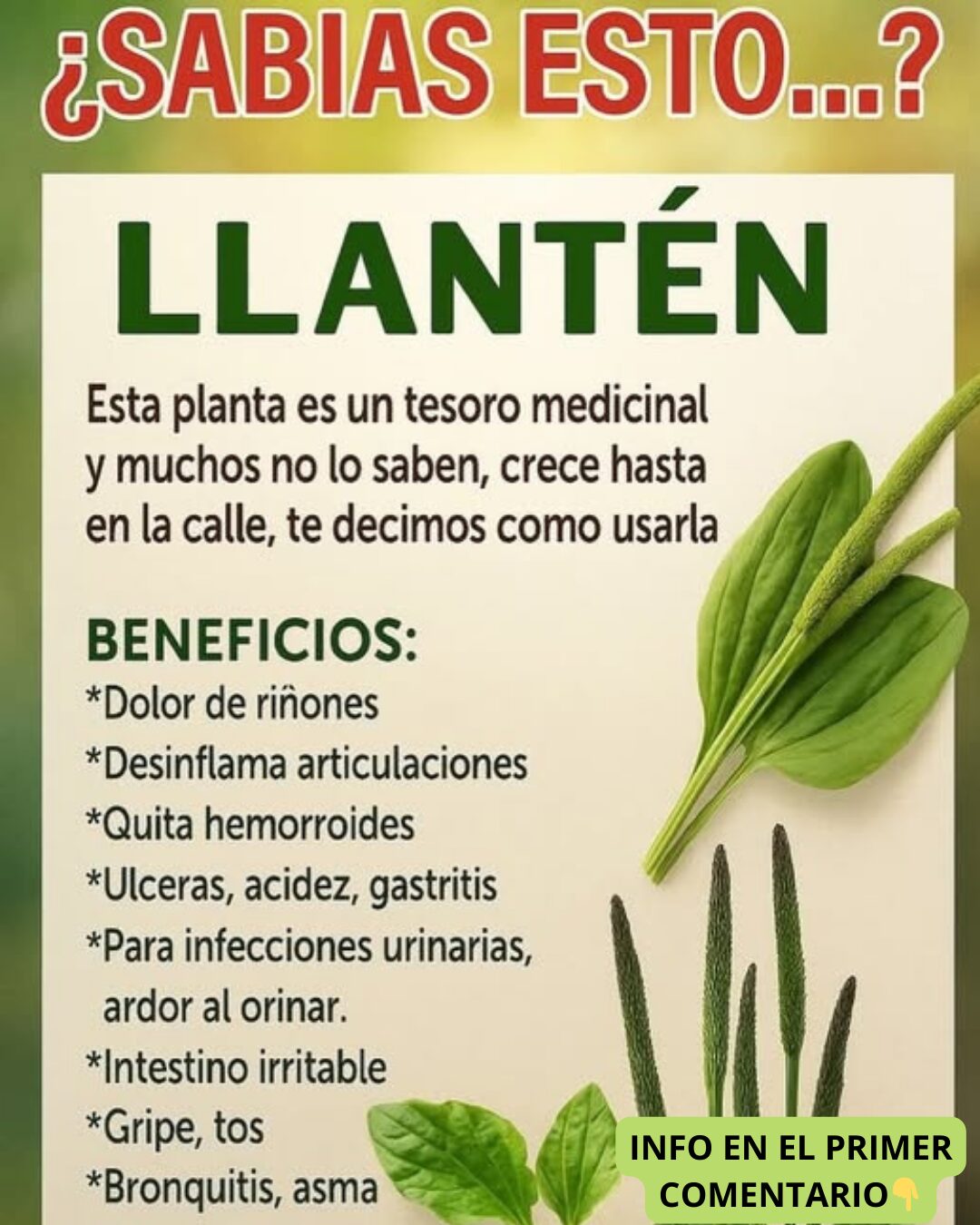 Propiedades del Llantén