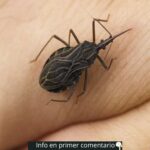 El Insecto Silencioso: La Chinche del Beso y su Amenaza para la Salud