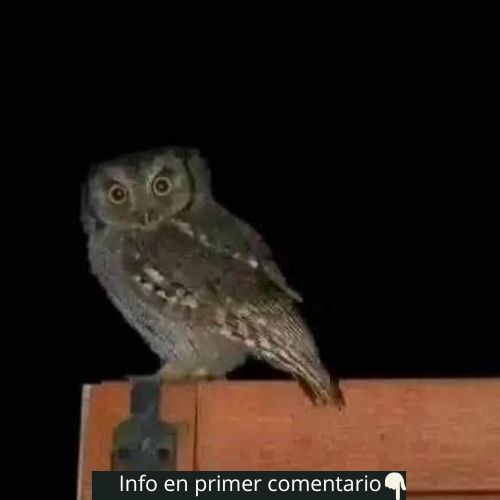 Lechuza en una estructura de madera
