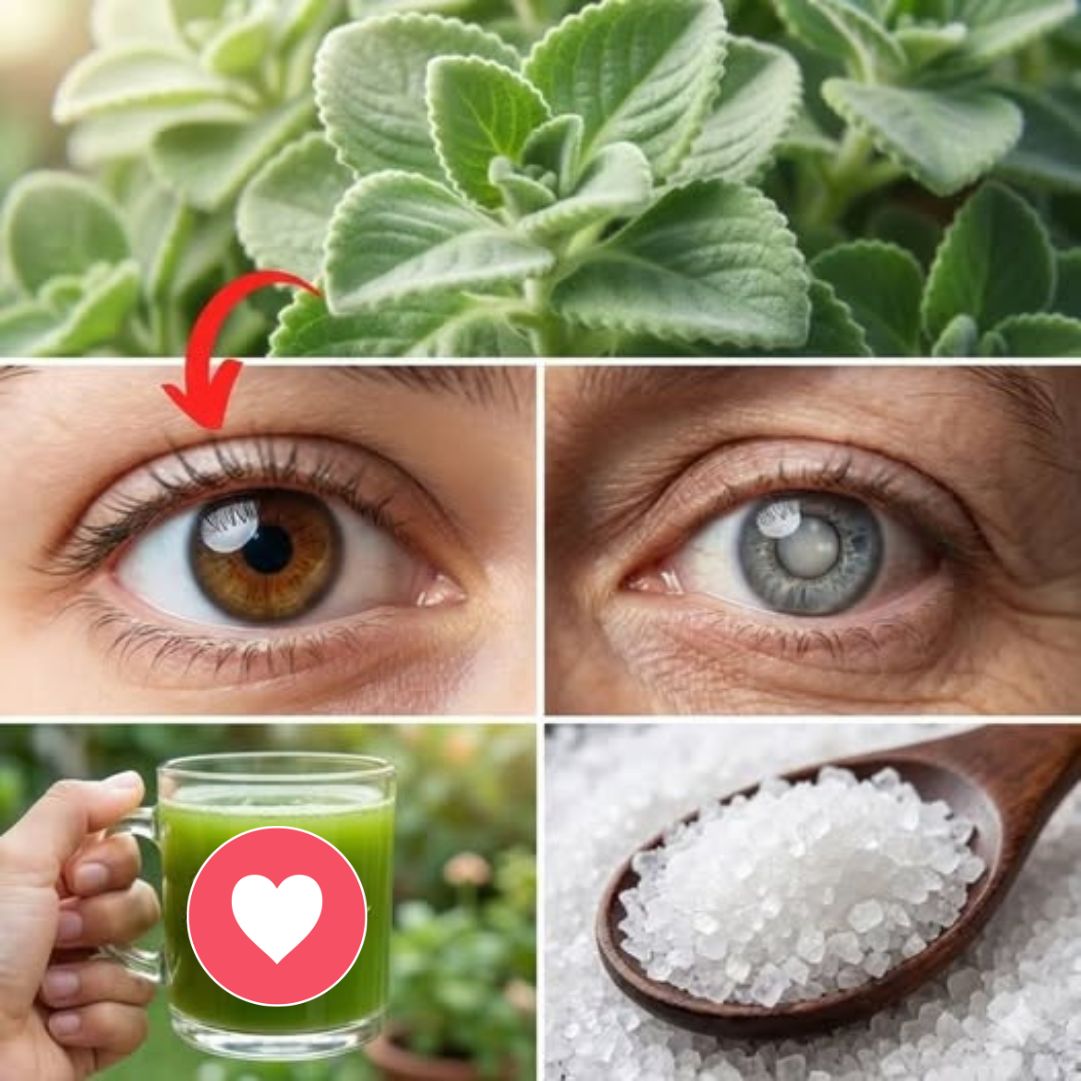 Orégano Cubano: beneficios para la salud ocular