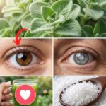 El Poder del Orégano Cubano para la Salud Ocular
