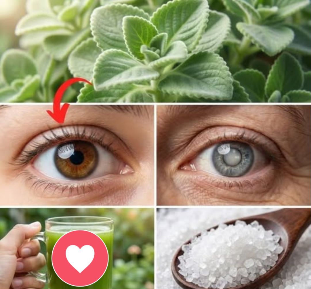 Orégano cubano y sus beneficios para la salud ocular