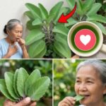 El Poder Milagroso de la Kalanchoe Pinnata: La Planta que Transformará Tu Vida