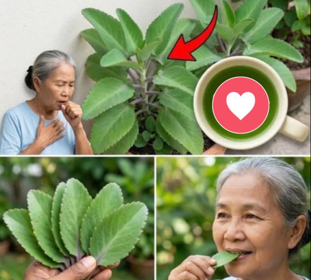 Kalanchoe pinnata en uso medicinal