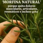 Romero: La Morfina Natural que Olvidamos