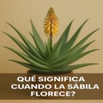 El Significado de la Floración en la Sábila: Un Regalo Natural