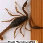 ¿Qué Significa la Presencia de los Alacranes en Tu Hogar? Descubre Sus Mensajes