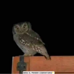 ¿Sabías que las Lechuzas Ronda Tu Casa Cuando… Un Misterio Natural!