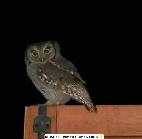 Lechuza posada en un árbol