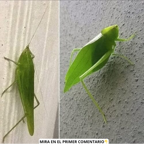 Insecto camuflado como hoja
