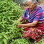 Descubre las Sorprendentes Propiedades del Epazote: ¡Una Mina de Oro en Tu Jardín!