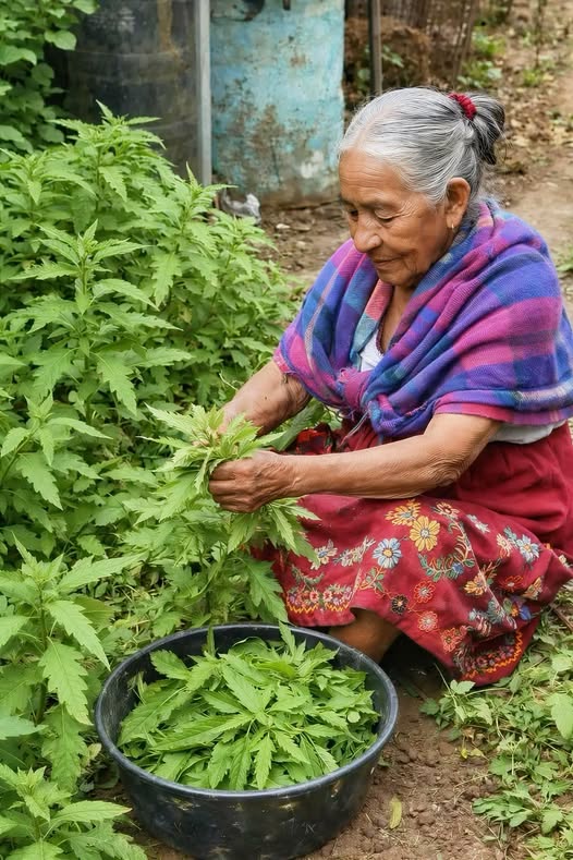 Mujer recolectando hojas de epazote