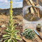 El Gordolobo: Una Joya Oculta en Tu Jardín