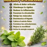 Beneficios de la Hierbabuena y Romero para Músculos y Articulaciones