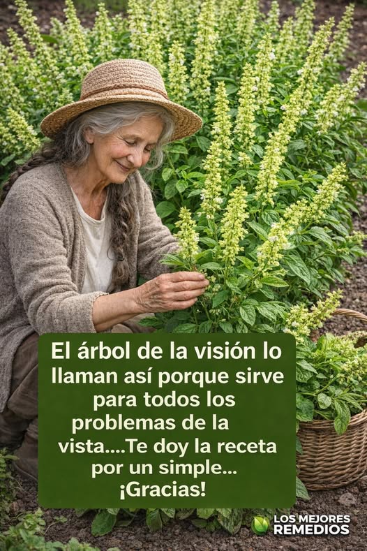 El árbol de la visión