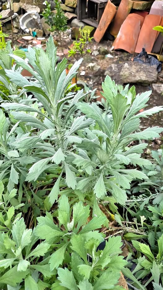 Ajenjo, Artemisia absinthium, planta medicinal