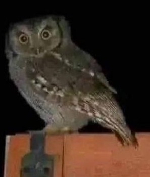 Búho posado en la oscuridad