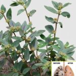 La Euphorbia prostrata: La Hierba de Golondrina y sus Invaluables Beneficios para la Salud