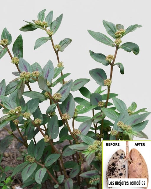 Euphorbia prostrata