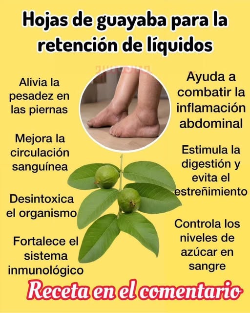Hojas de guayaba y efectos de la hinchazón en pies