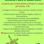 Chanca Piedra: La Maravilla Natural para Tu Salud