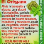 El Poder del Orégano: Una Hierba Milagrosa para Tu Salud