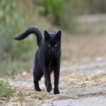 El Misterioso Encuentro: ¿Qué Significa Cuando un Gato Negro se Te Acerca?