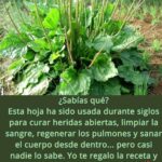 El Tesoro Silvestre: El Llantén y sus Propiedades Medicinales