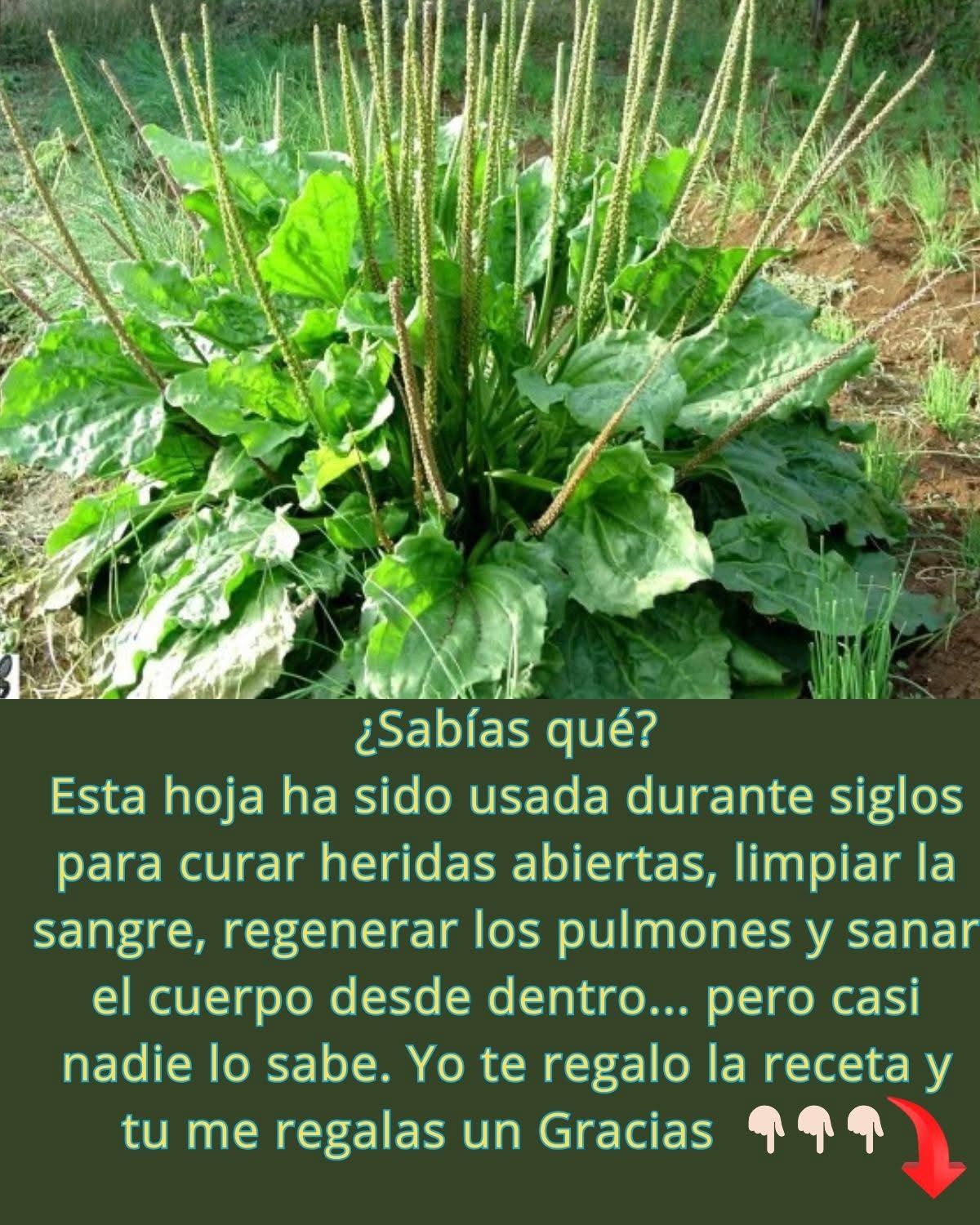 Planta de llantén