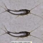 Pececillos de Plata: Mitos y Realidades en Nuestro Hogar