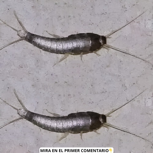 Pececillos de Plata