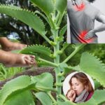 Kalanchoe: El Tesoro Verde en Tu Hogar y sus Sorprendentes Beneficios Medicinales