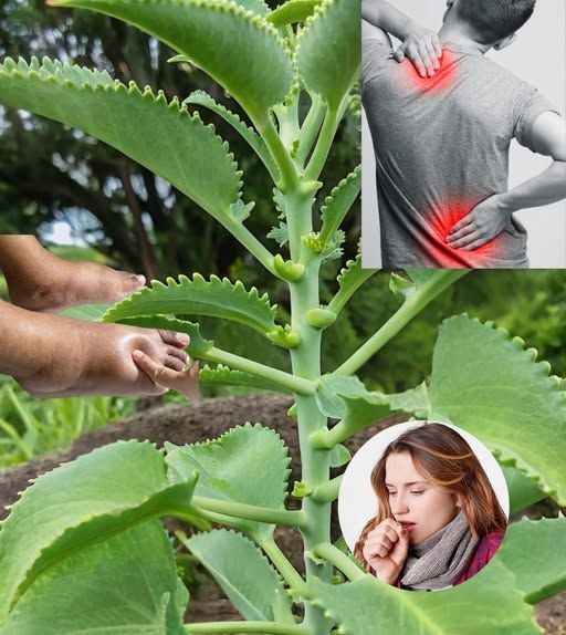 Planta Kalanchoe