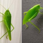 El Mensaje Espiritual de los Insectos: El Significado del Saltamontes en Casa