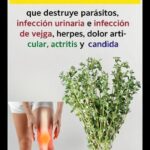 Tomillo: La Hierba Más Poderosa para Tu Salud