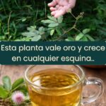 Descubre la Mimosa Pudica: Una Planta Mágica para la Salud y el Bienestar