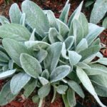 Todo lo que puedes hacer con una sola planta de salvia: usos, recetas y beneficios