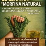 Romero: La Morfina Natural para Aliviar Dolor Muscular y Articular