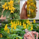 Descubre Cassia Fistula: Un Tesoro Natural para tu Salud