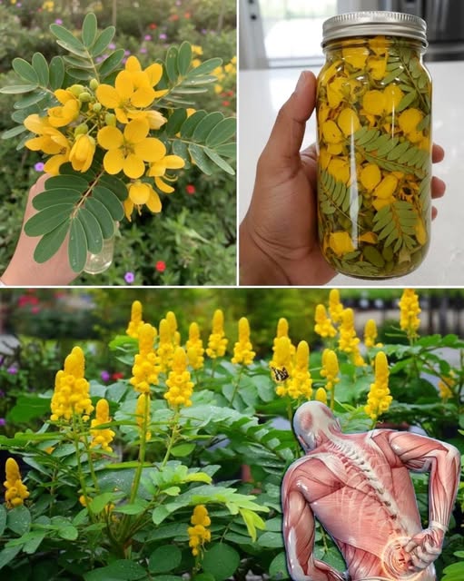 Hojas y flores de Cassia Fistula
