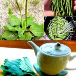 Descubre el Poder del Llantén: Un Milagro Natural para tu Salud