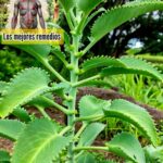 Kalanchoe: Un Tesoro de Propiedades Medicinales en Tu Hogar