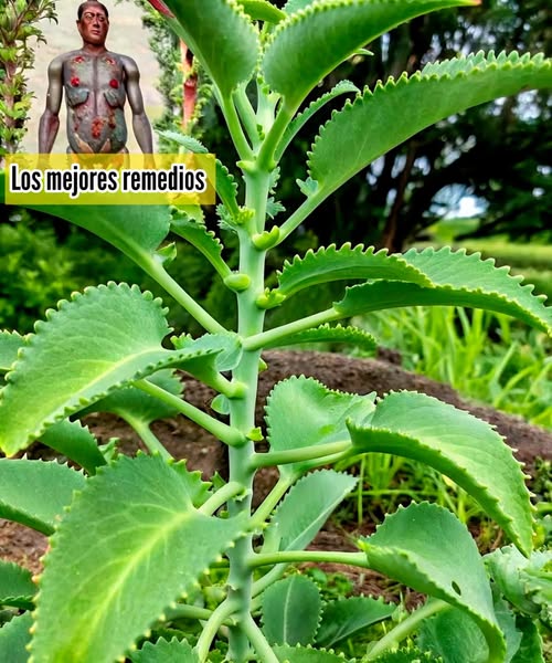 Planta de Kalanchoe