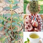 Descubre la Planta Milagrosa: Remedios Naturales para tu Salud
