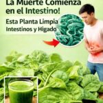 El Asesino Natural de Bacterias que Limpia el Hígado y los Intestinos