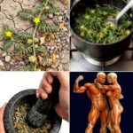 El Poder Oculto de las Plantas Medicinales: Un Secreto que Toda Pareja Debería Conocer