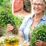 El Poder Oculto de las Hierbas Medicinales para Mejorar la Salud Pulmonar